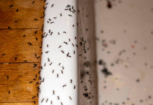 Insect Control in Blossburg, PA